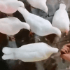 《低俗小说2》